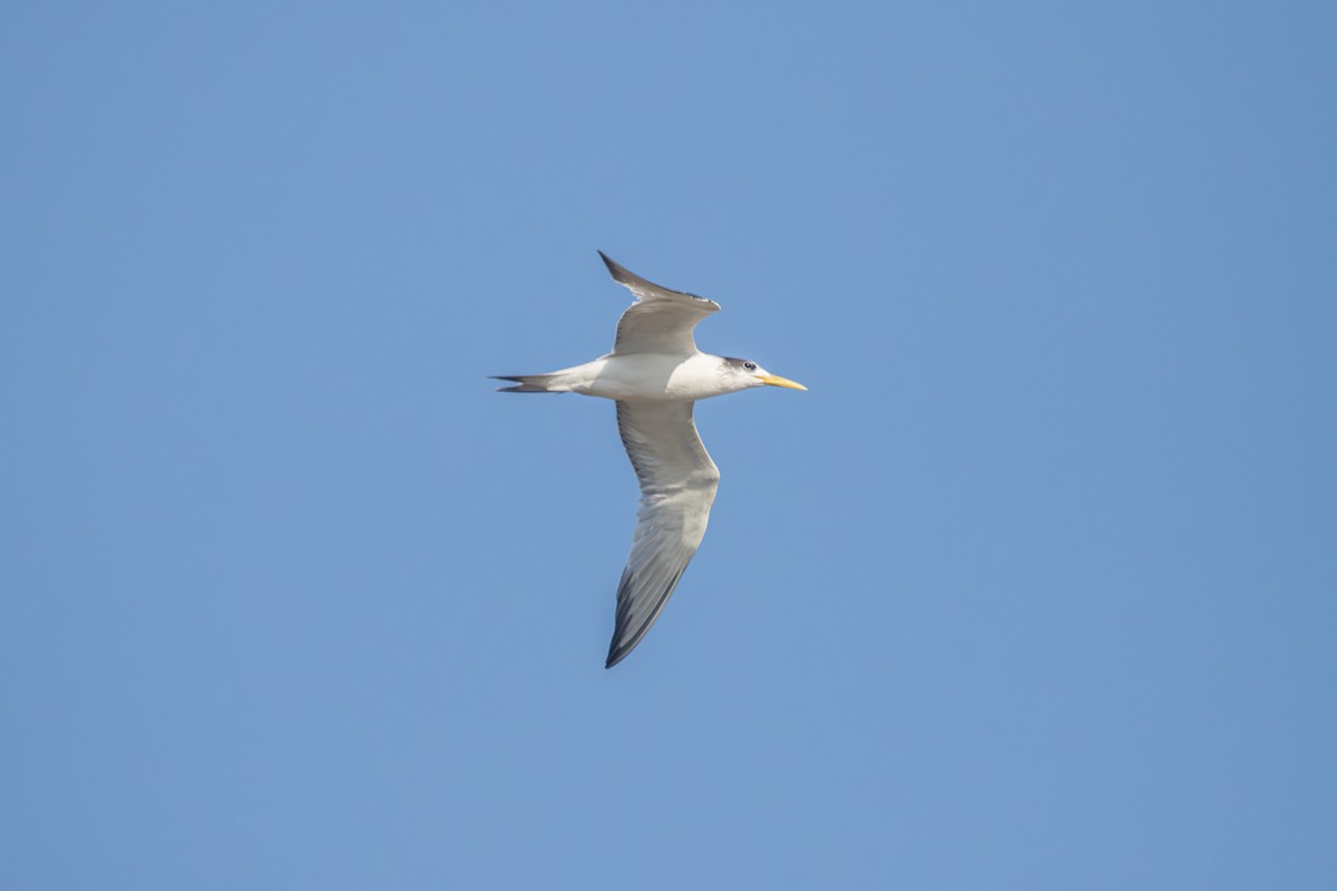 Great Crested Tern - ML620603999