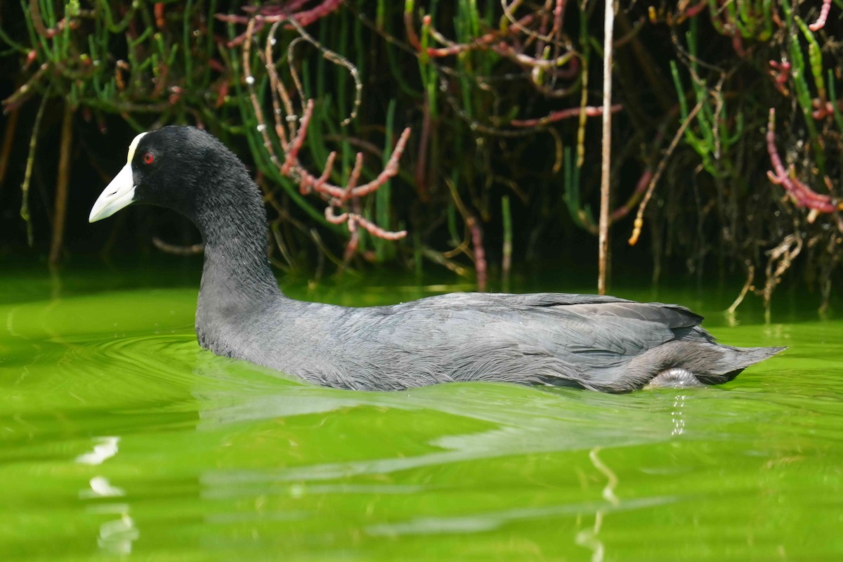 Slate-colored Coot (White-billed) - ML620604000