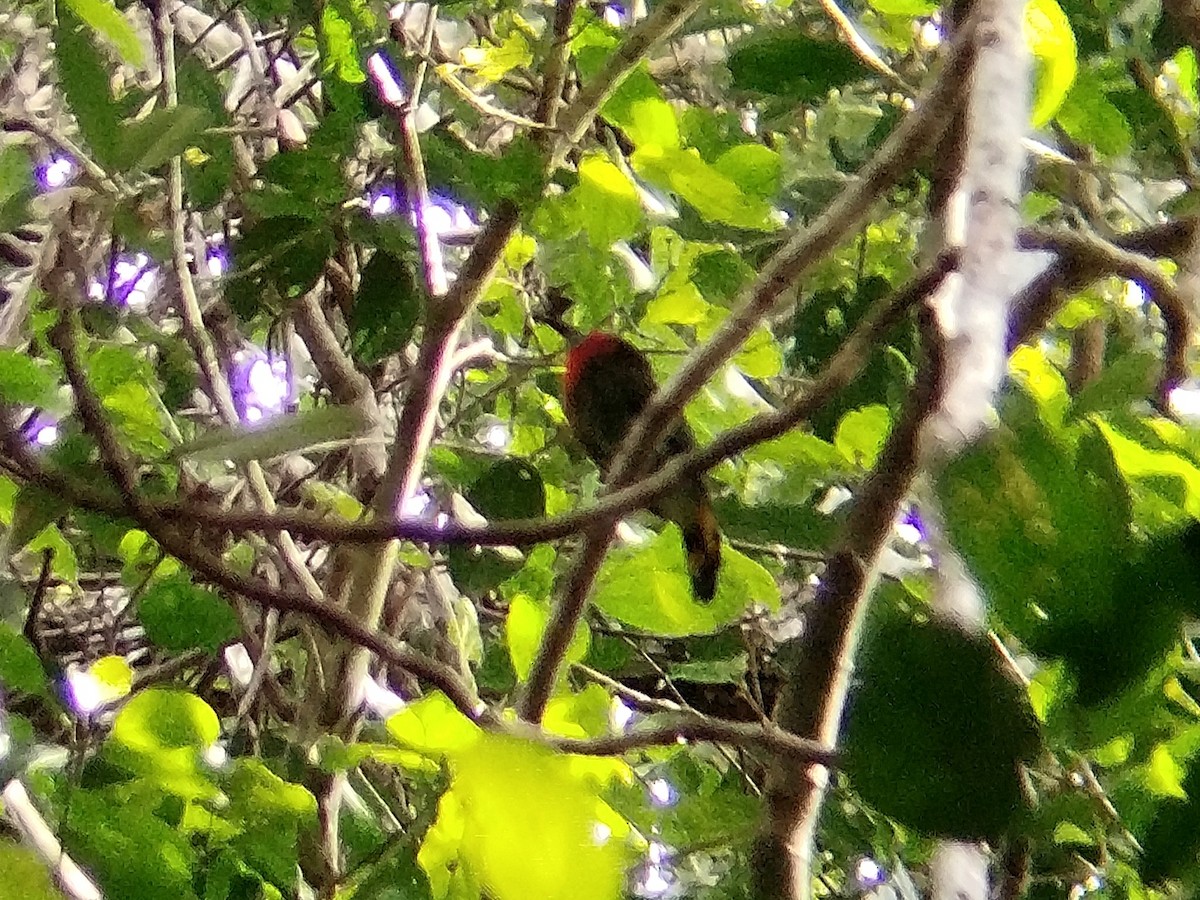 Red-bearded Bee-eater - ML620604011