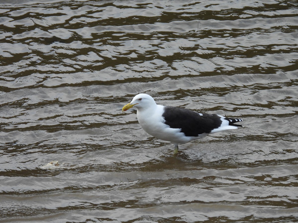 Kelp Gull - ML620604012