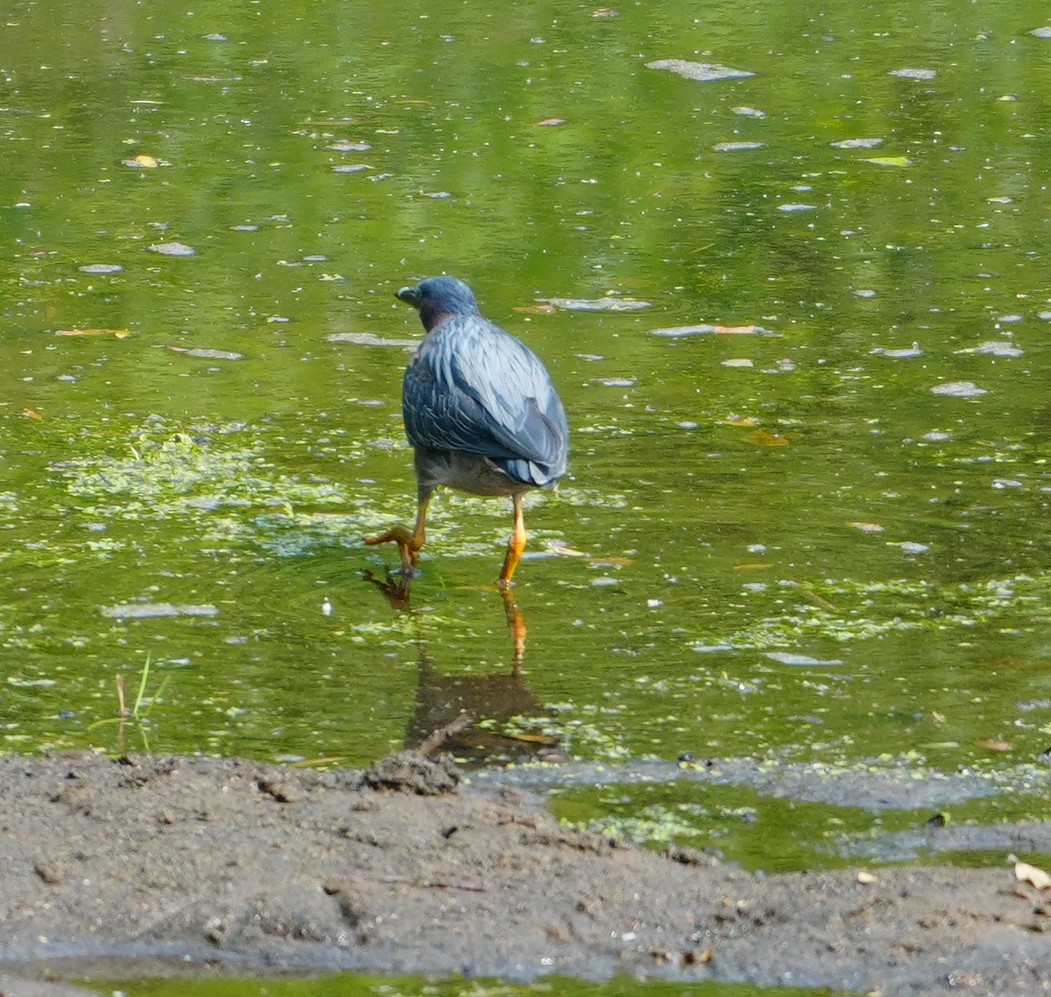 Green Heron - ML620604028