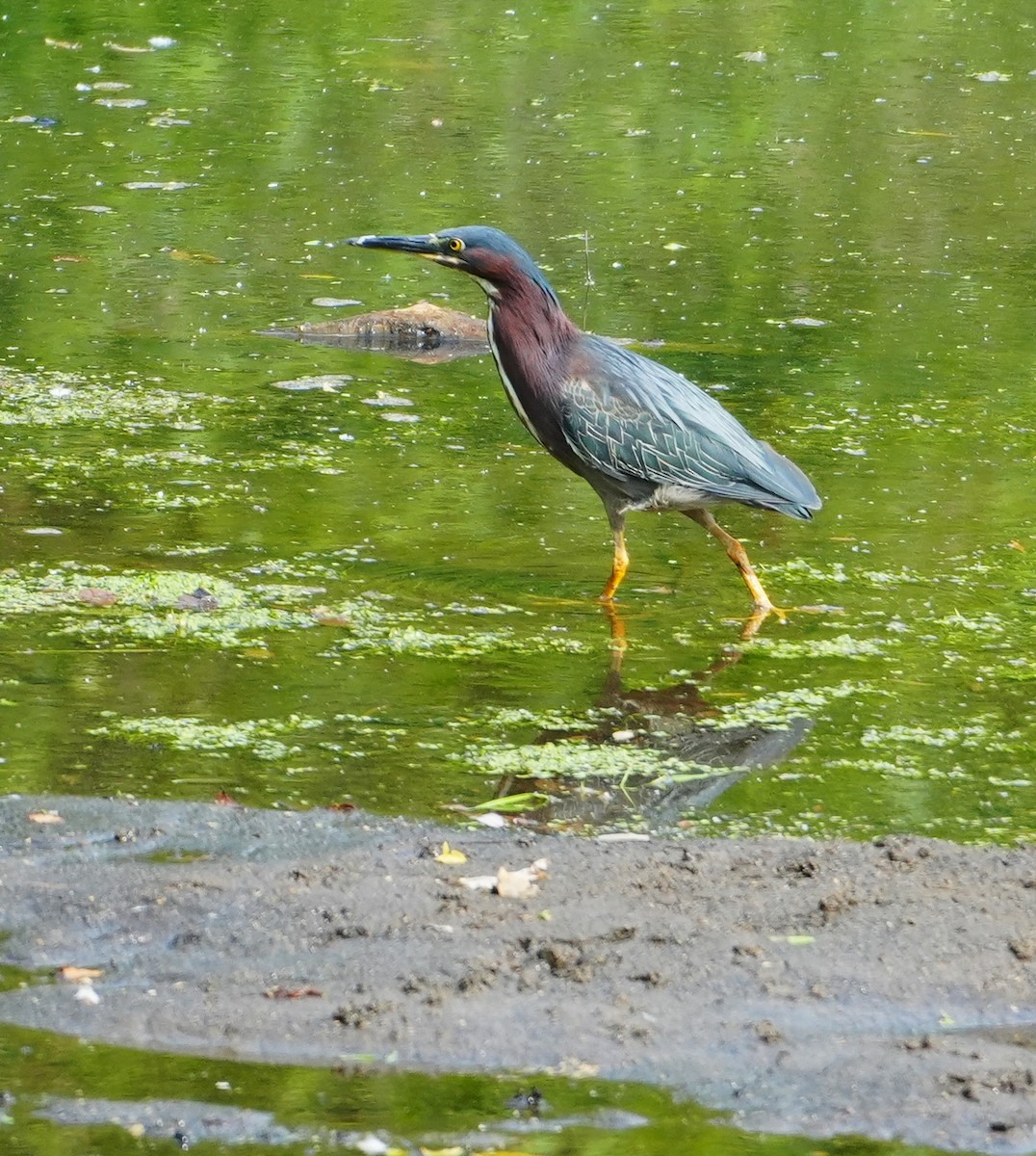 Green Heron - ML620604029