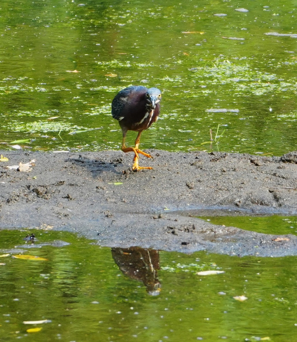 Green Heron - ML620604030