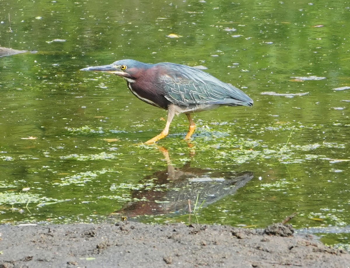 Green Heron - ML620604032