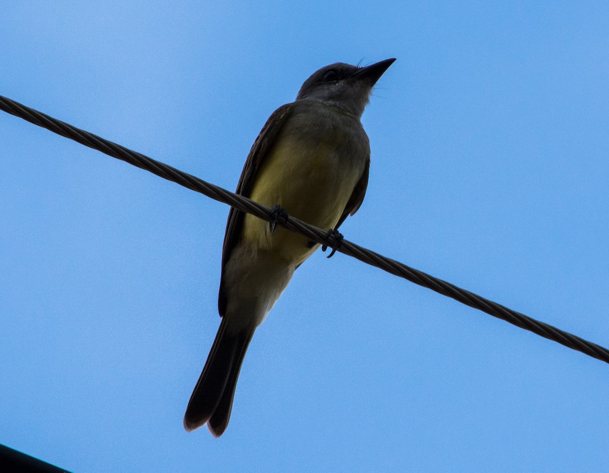 Tropical Kingbird - ML620604036