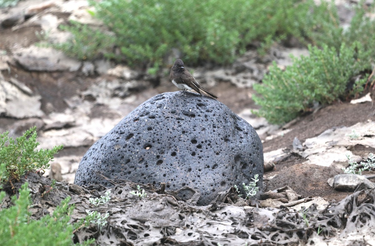 Black Phoebe - ML620604037