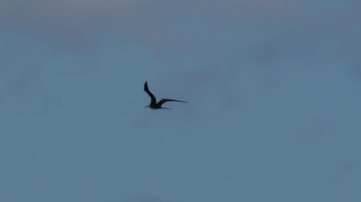 Magnificent Frigatebird - ML620604040