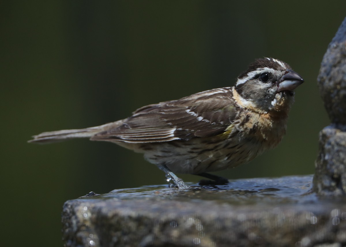 Black-headed Grosbeak - Linda Dalton