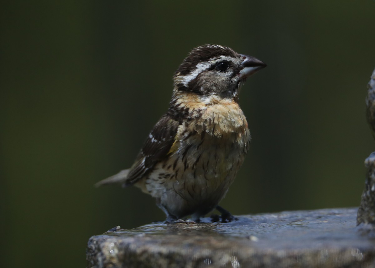 Black-headed Grosbeak - ML620604043