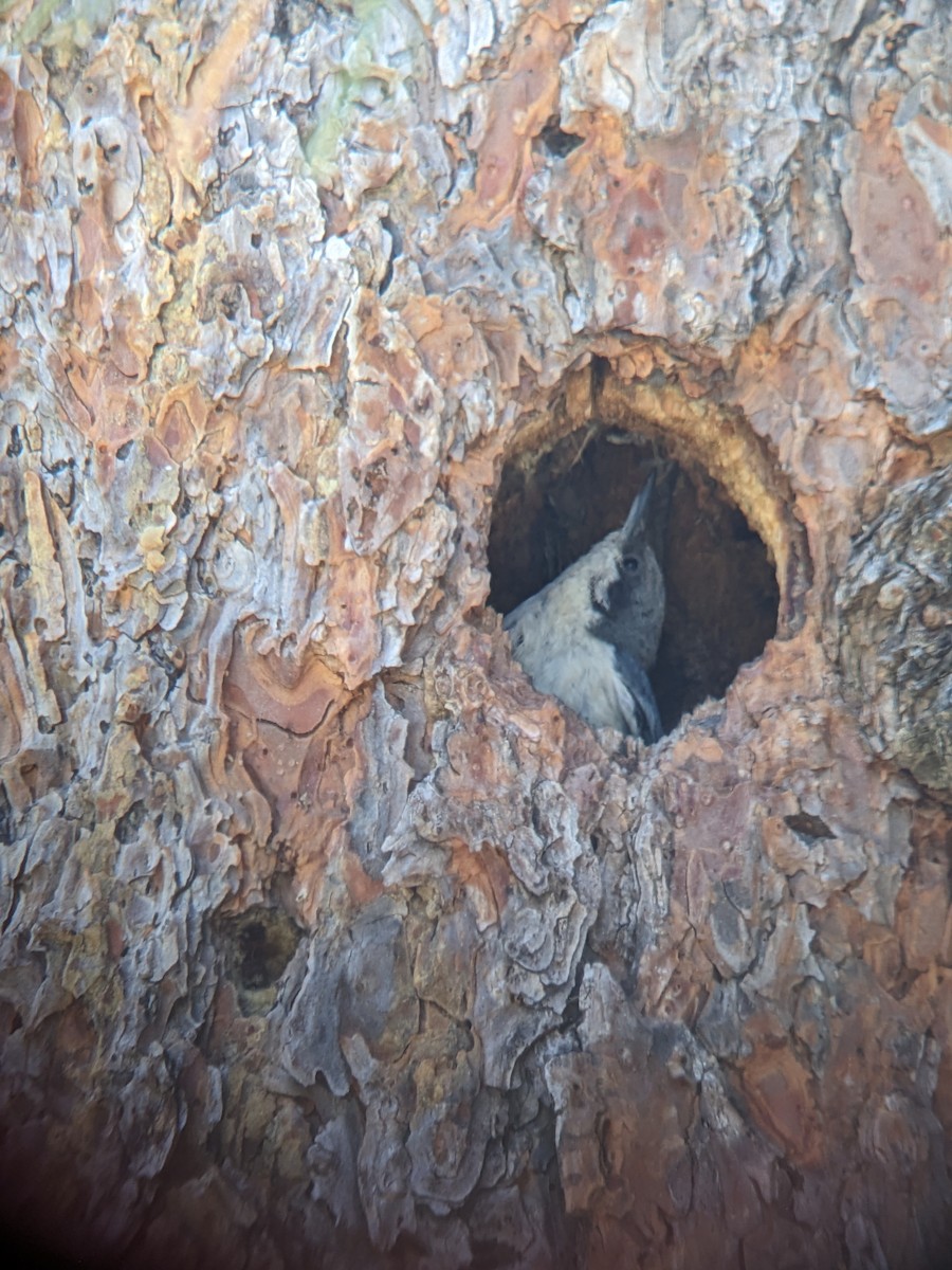 Pygmy Nuthatch - ML620604050