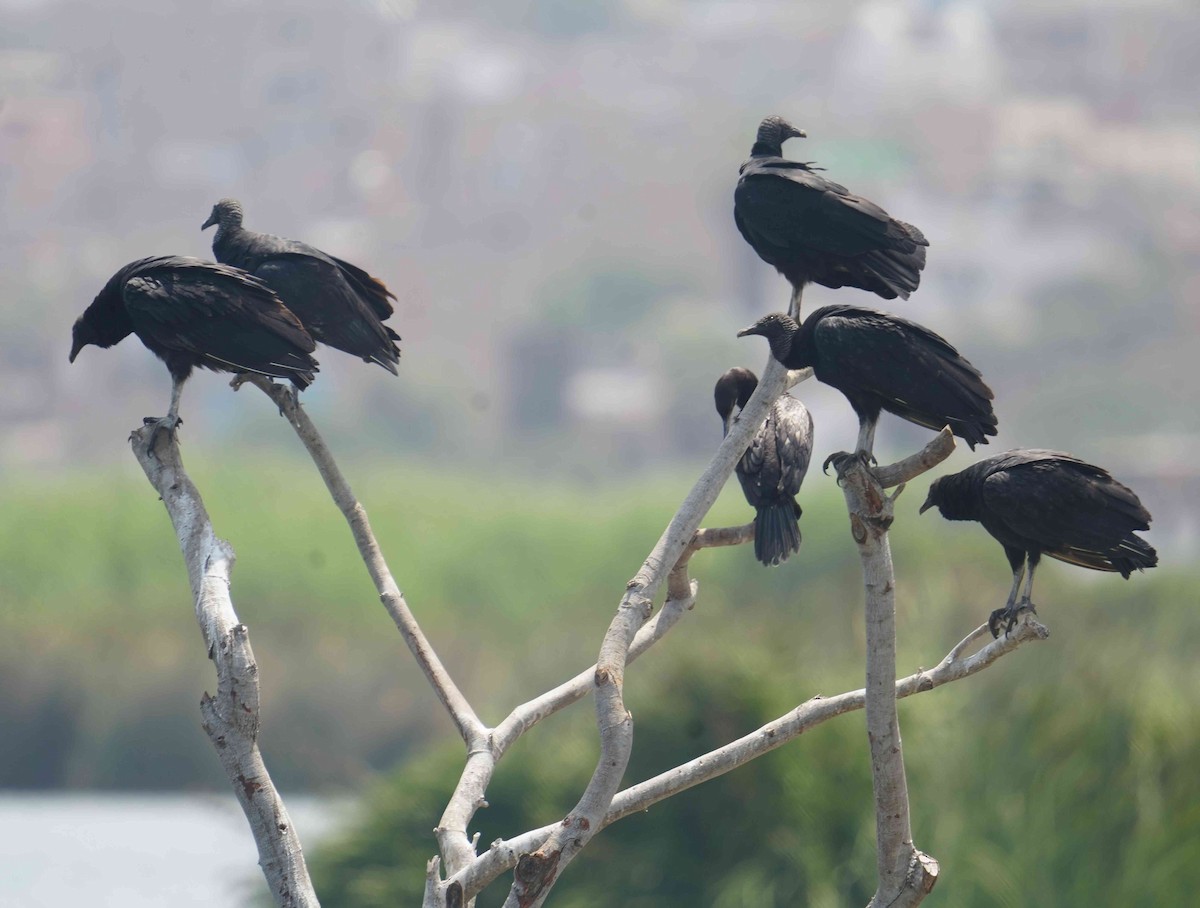 Black Vulture - ML620604052