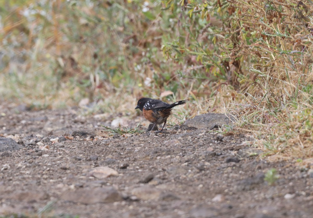 Spotted Towhee - ML620604055