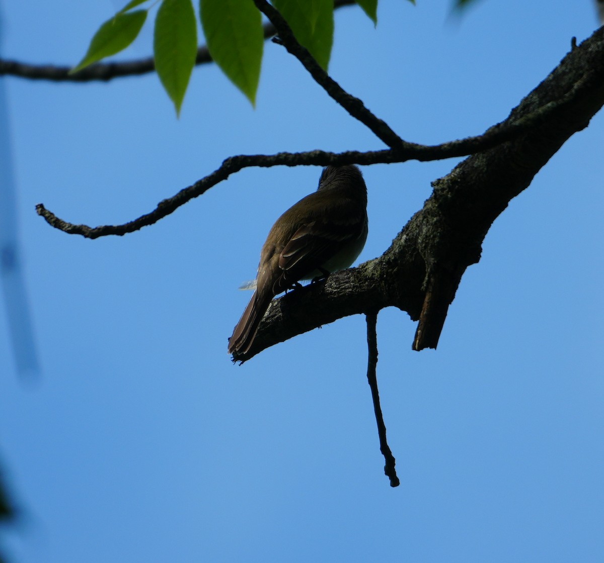 Willow Flycatcher - ML620604056