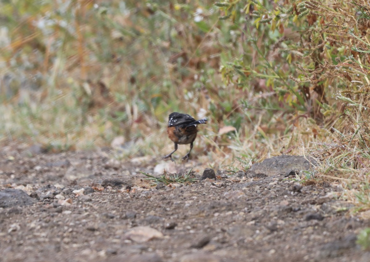 Spotted Towhee - ML620604059
