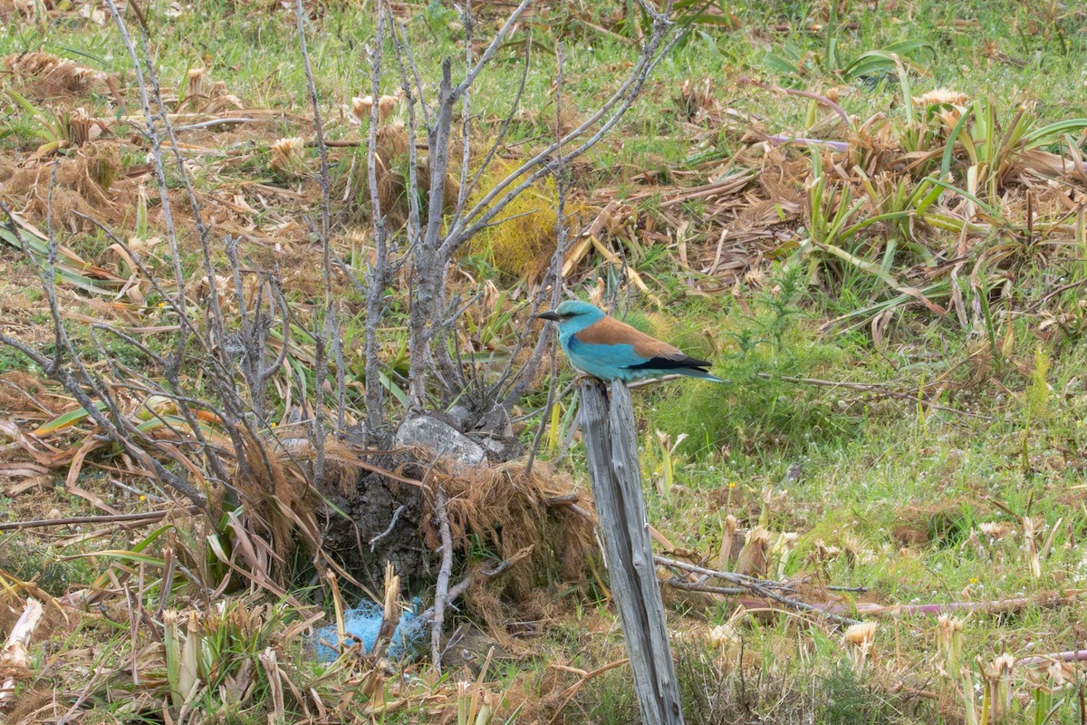 European Roller - ML620604062