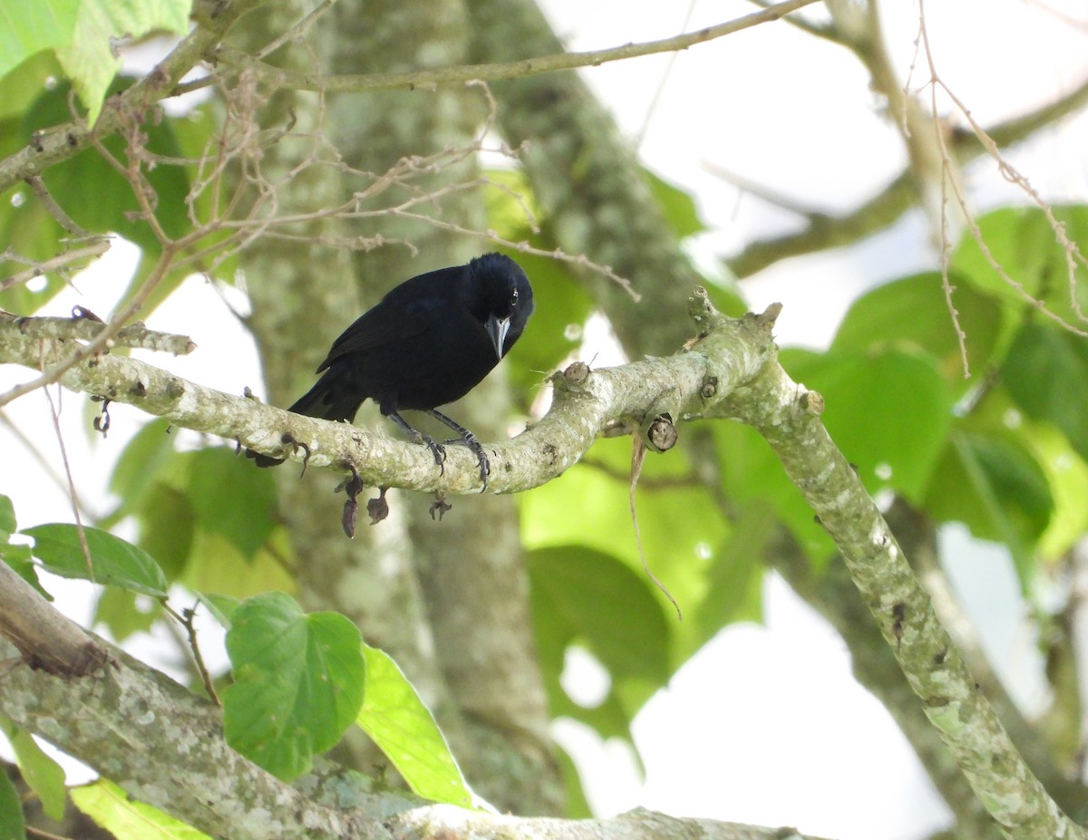 White-lined Tanager - ML620604063