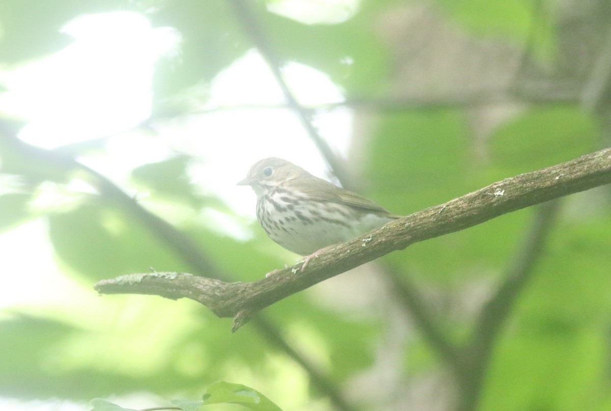 Ovenbird - ML620604065