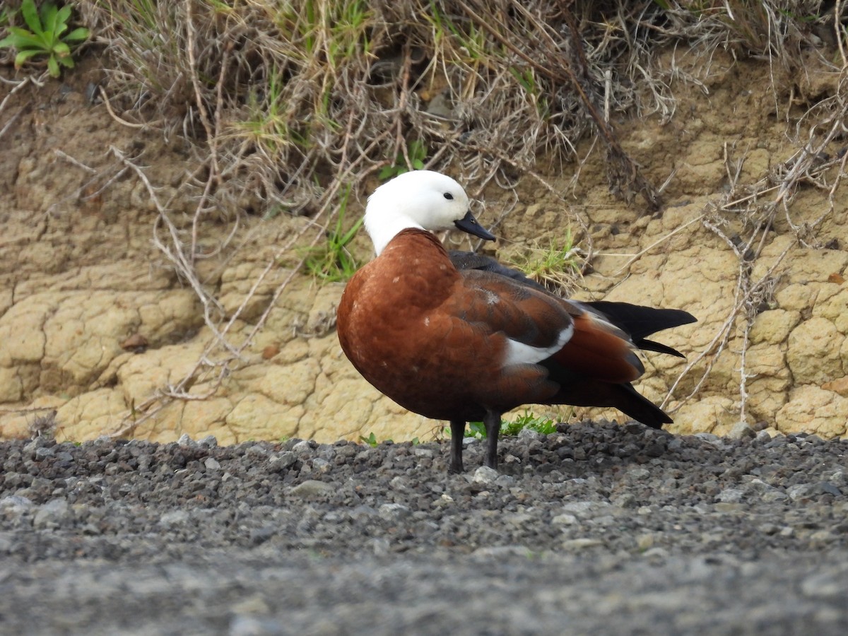 Paradise Shelduck - ML620604070