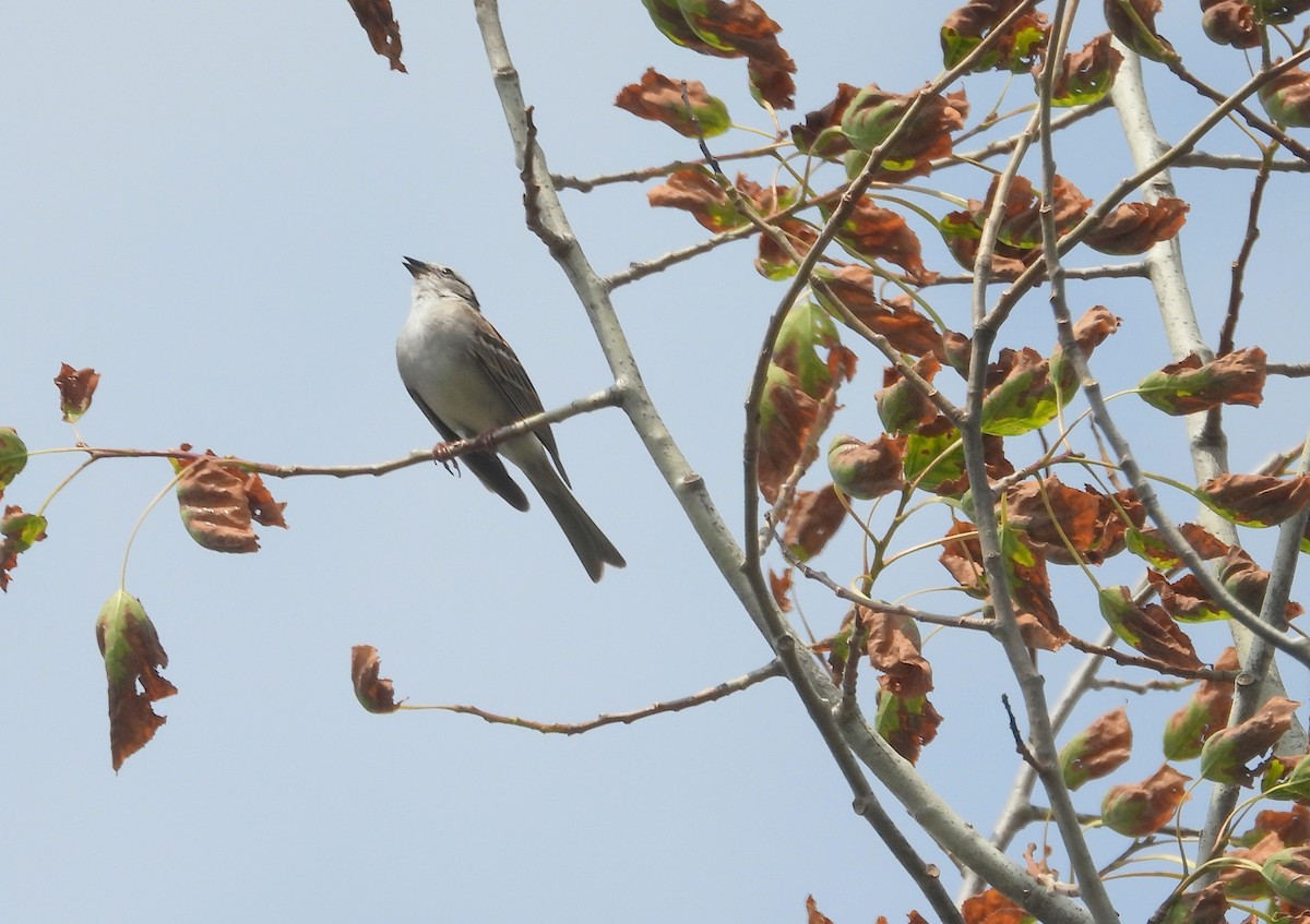 Chipping Sparrow - ML620604071