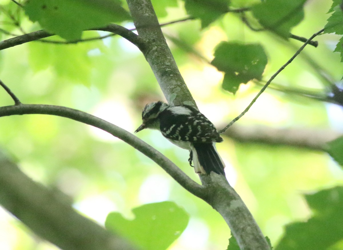 Downy Woodpecker - ML620604072