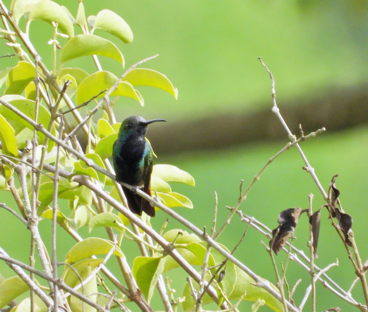 kolibřík tropický - ML620604074