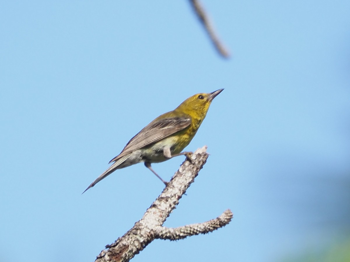 Pine Warbler - ML620604075