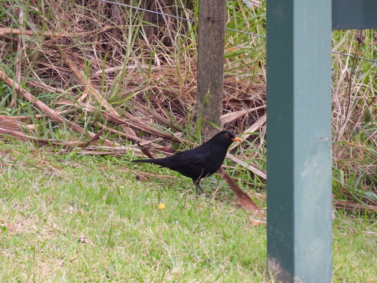 Eurasian Blackbird - ML620604084