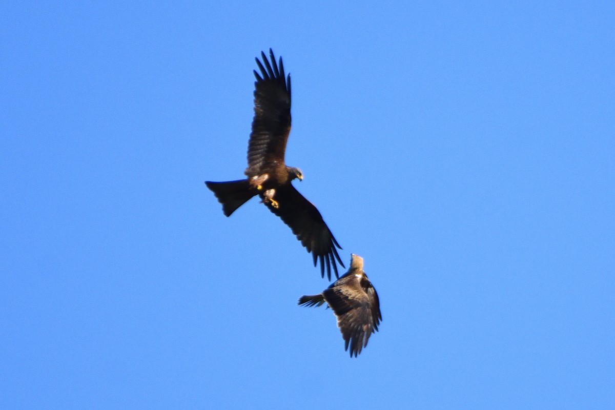 Black Kite - Richard Guillet