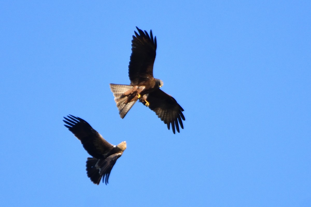 Black Kite - ML620604088