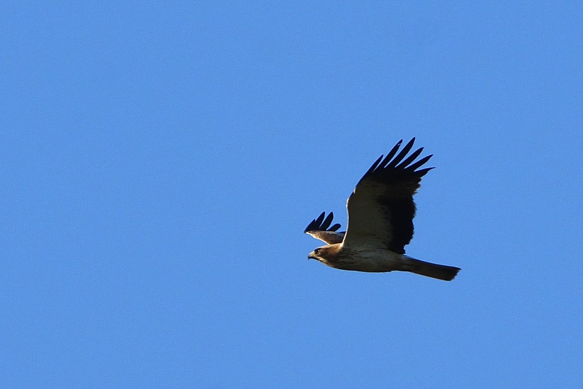 Booted Eagle - ML620604089