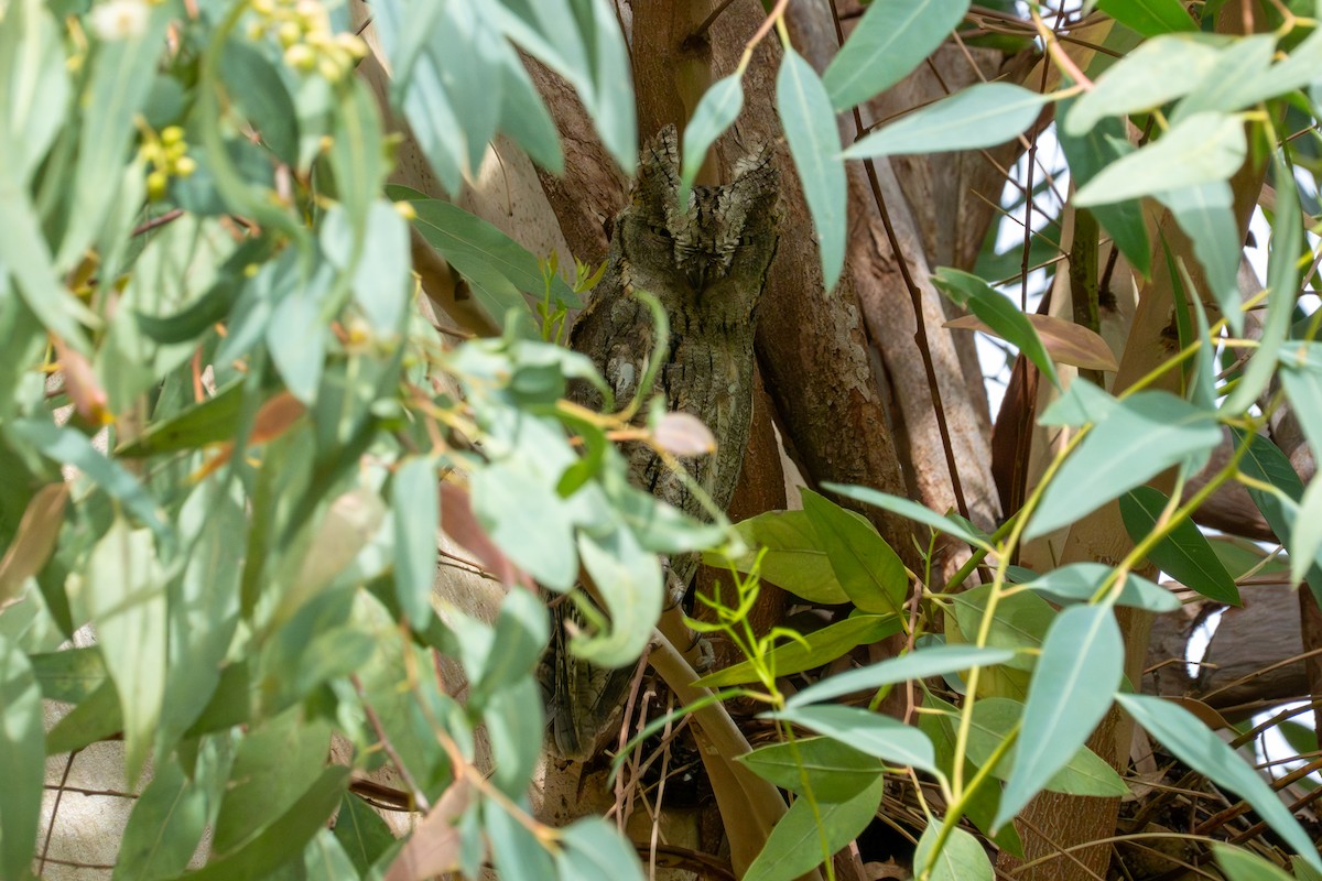 Eurasian Scops-Owl - ML620604096