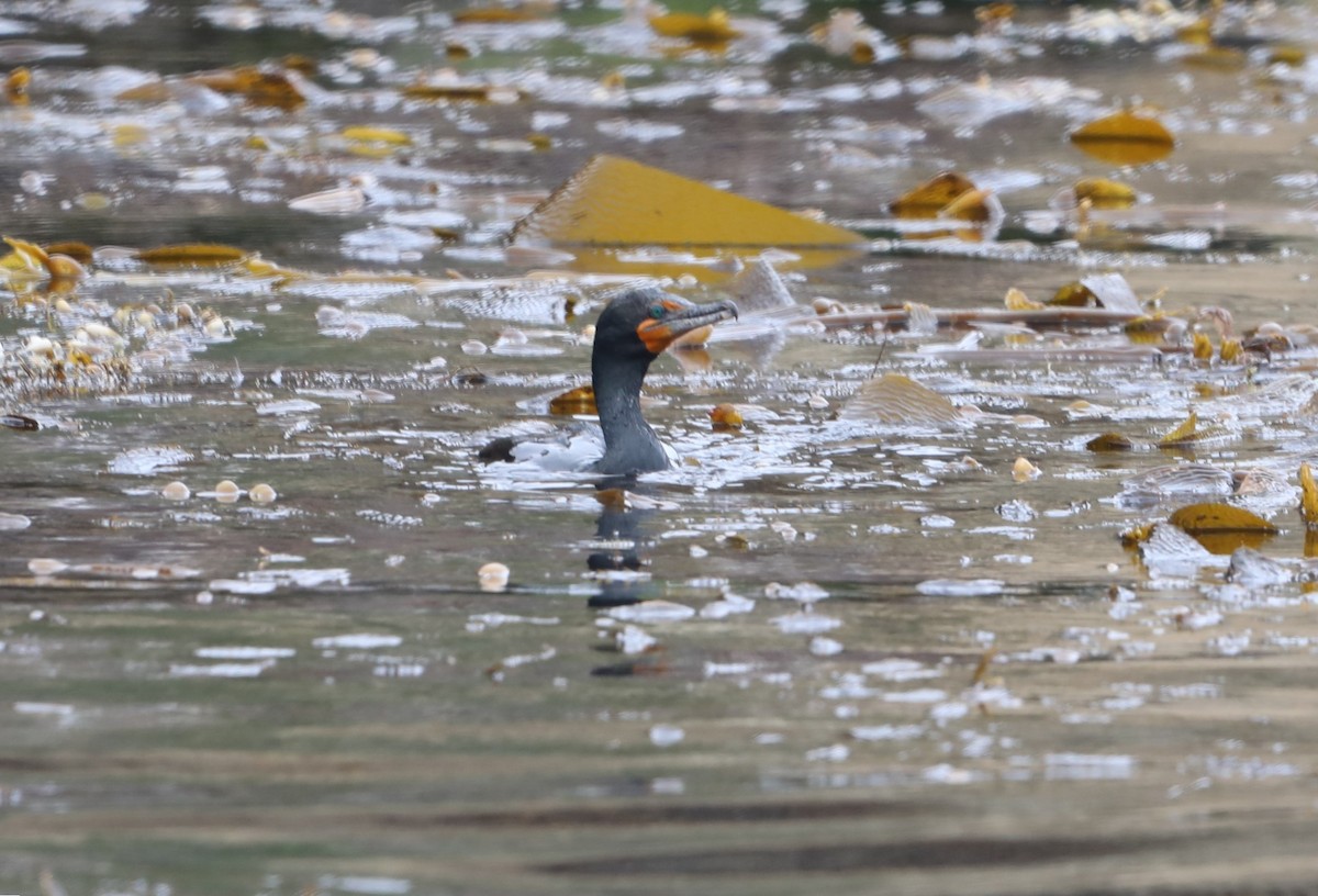 Cormorán Orejudo - ML620604099