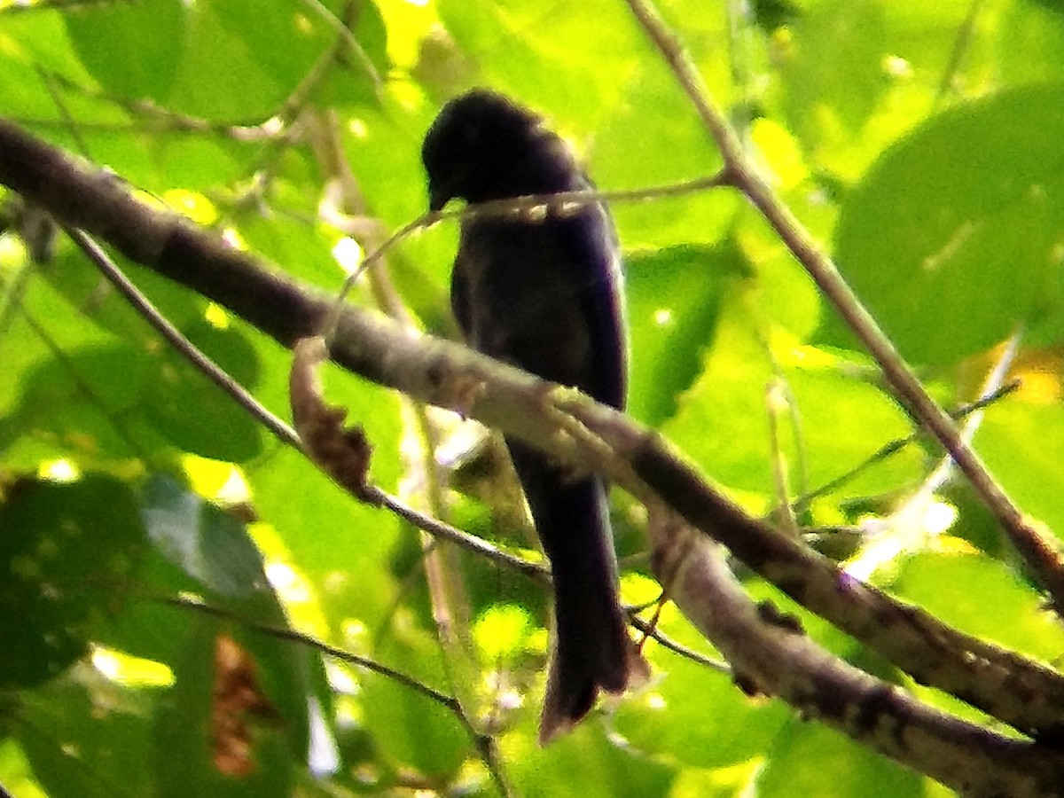 Drongo bronzé - ML620604103