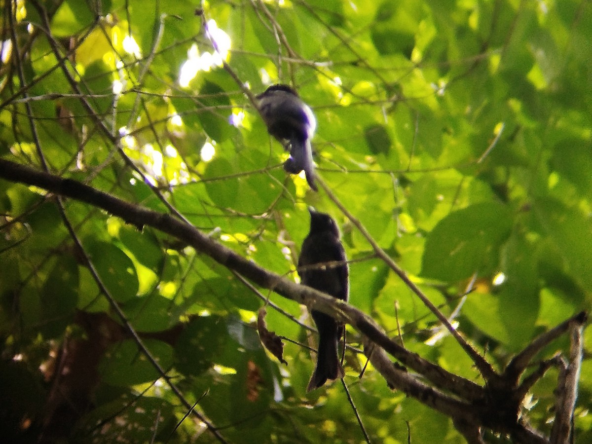 Bronzed Drongo - ML620604104