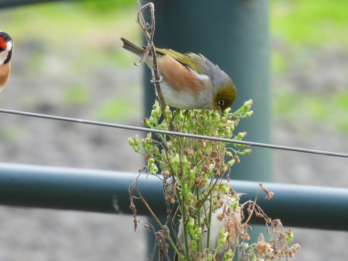 Silvereye - ML620604105