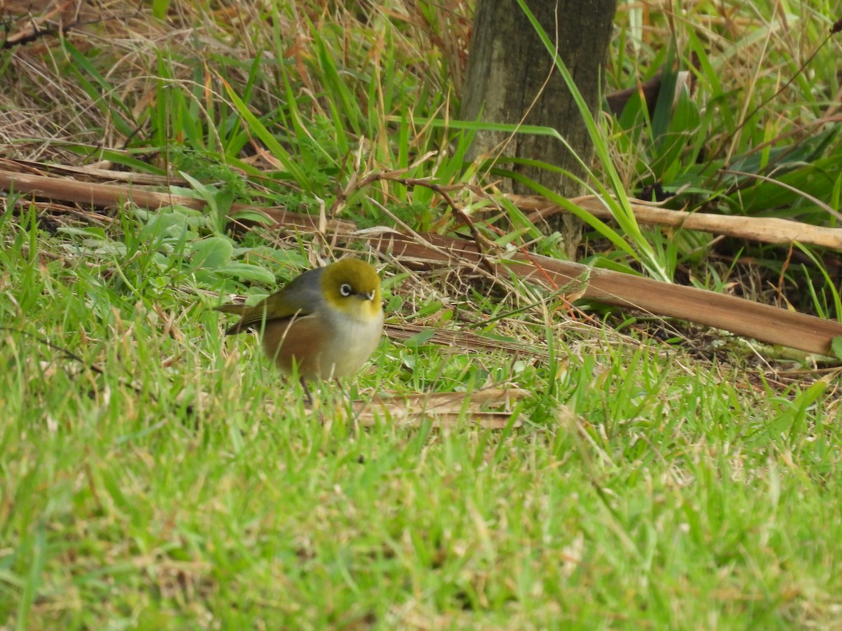 Silvereye - ML620604106