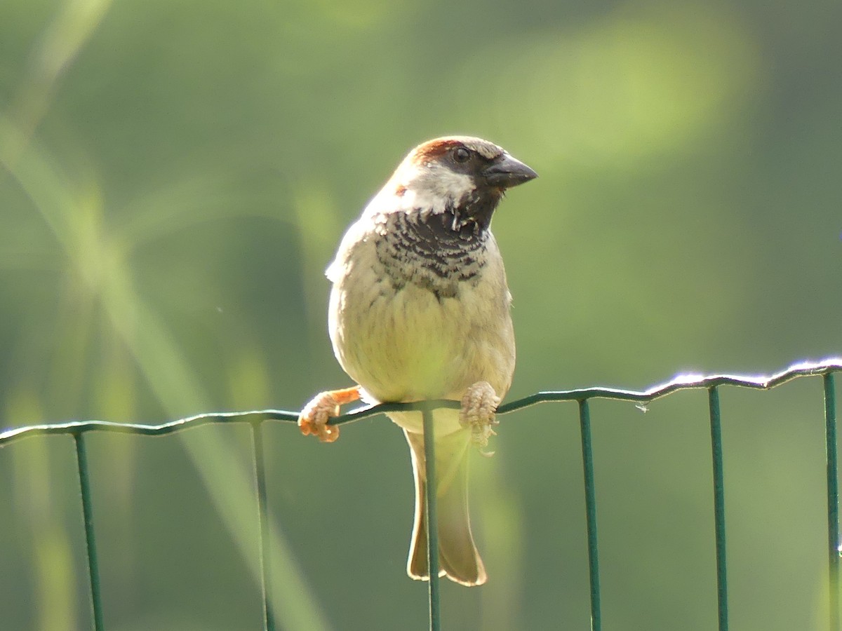 House Sparrow - ML620604111