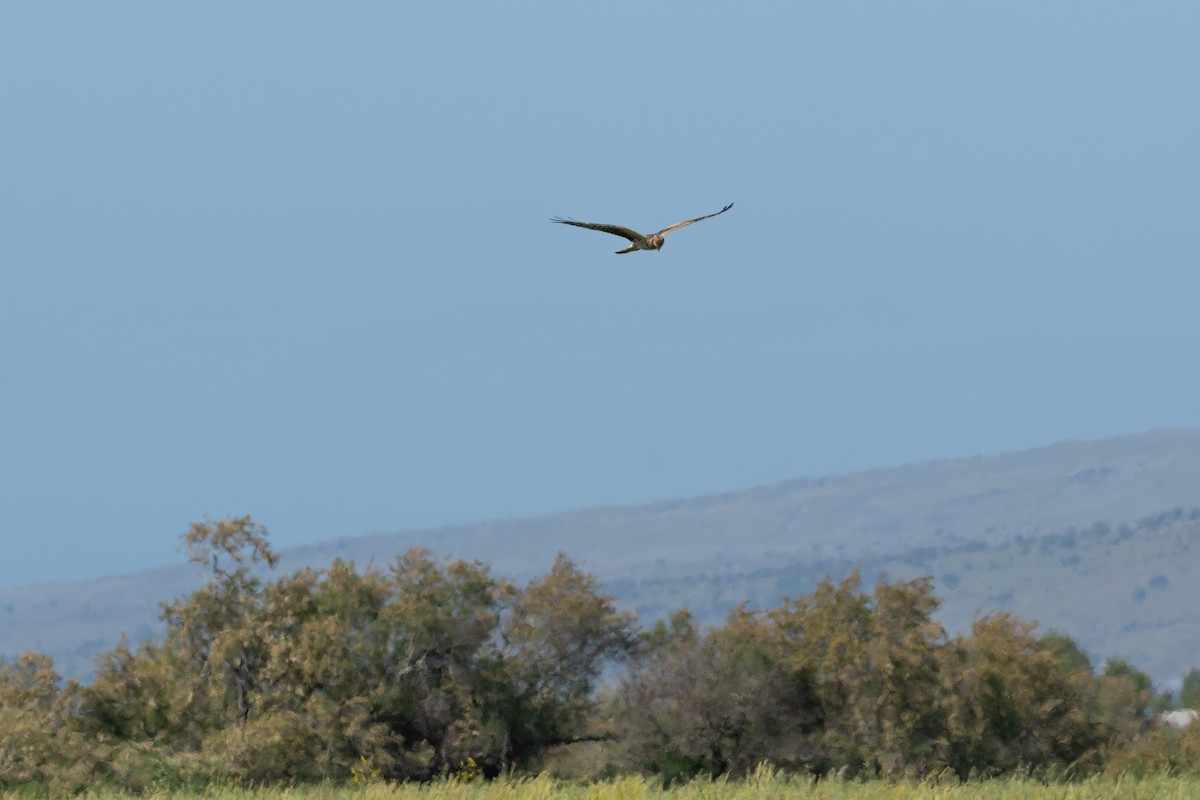 Montagu's Harrier - ML620604112