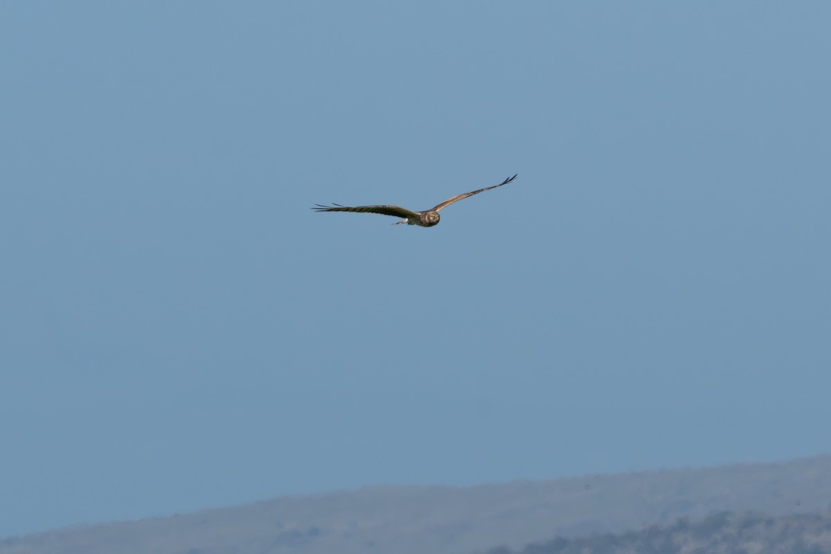 Montagu's Harrier - Ashley Hopkins