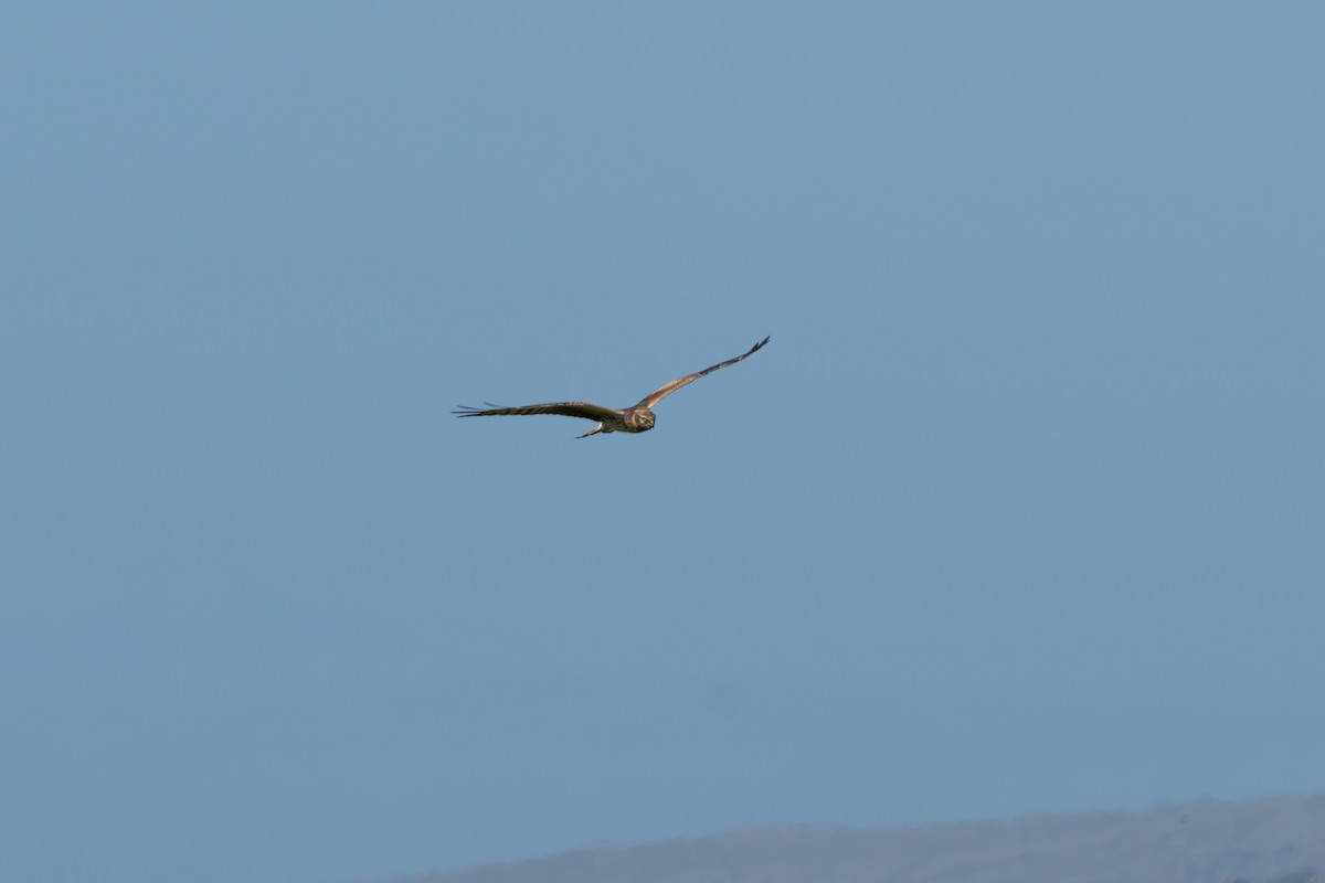 Montagu's Harrier - ML620604115