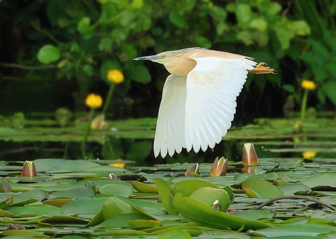 Squacco Heron - ML620604119