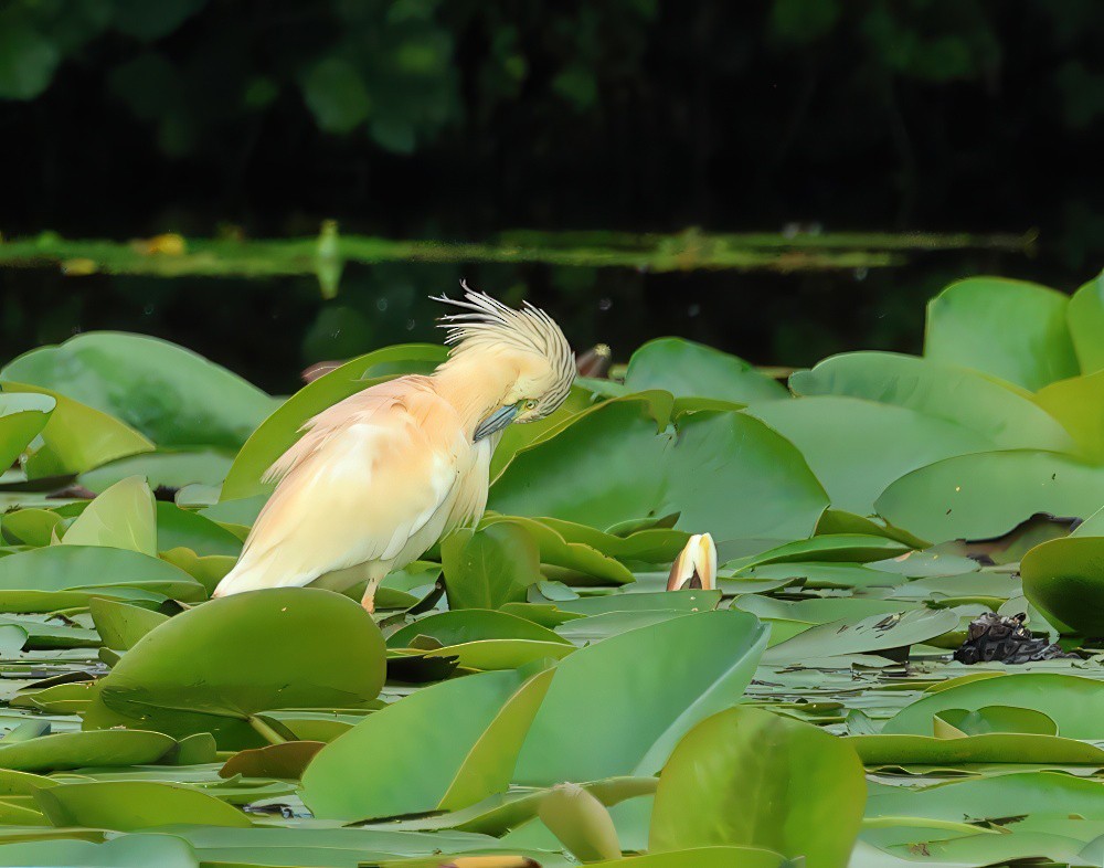 Squacco Heron - ML620604121