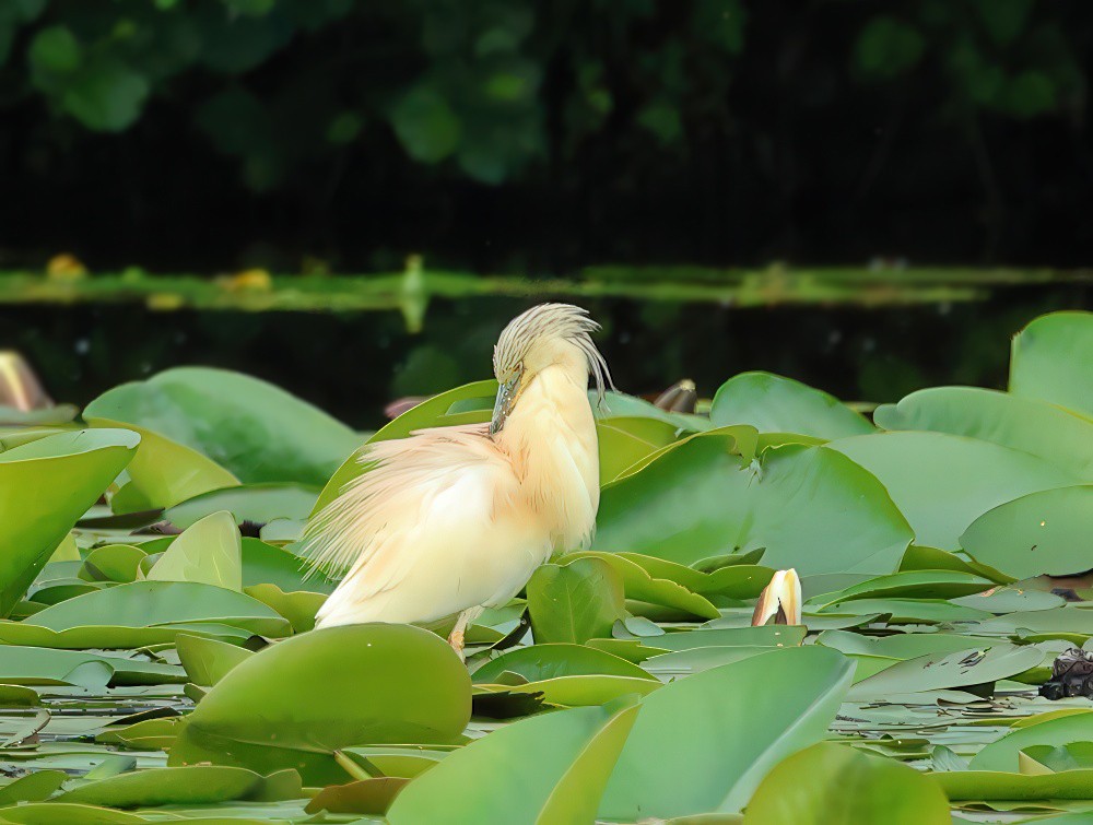 Squacco Heron - ML620604123