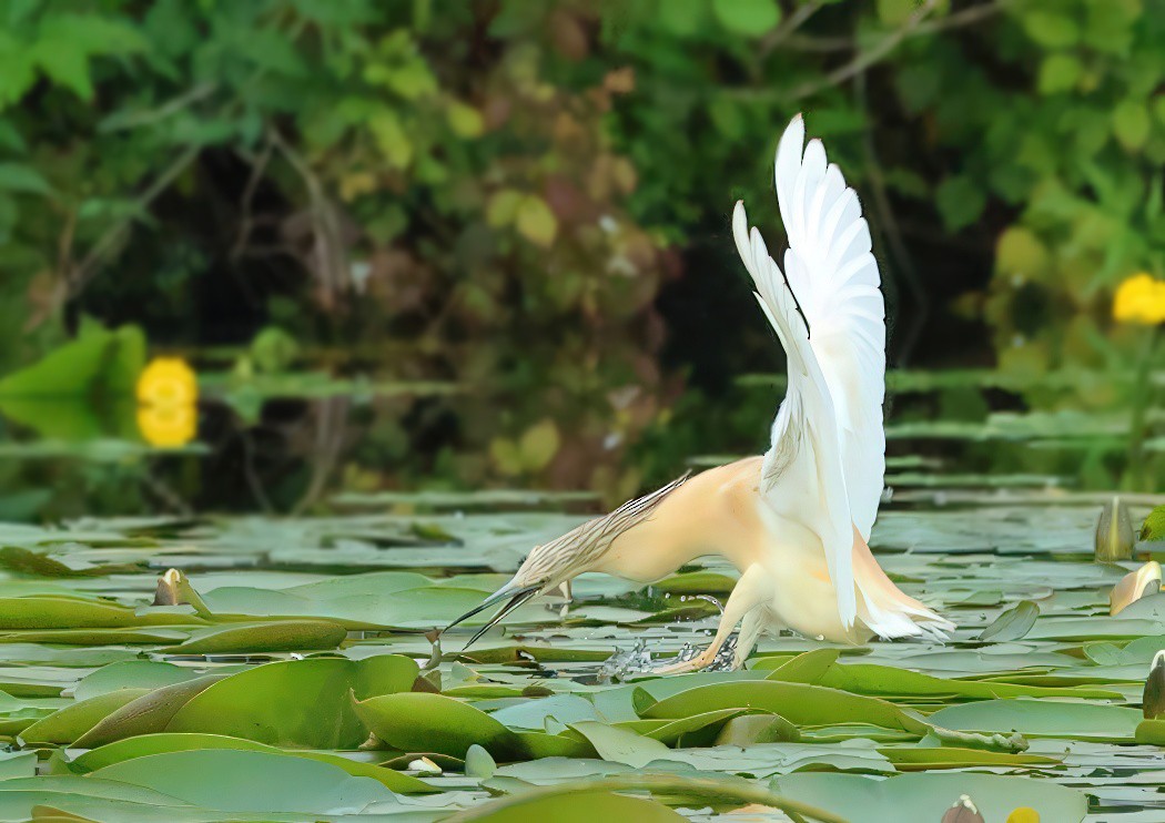 Squacco Heron - ML620604126