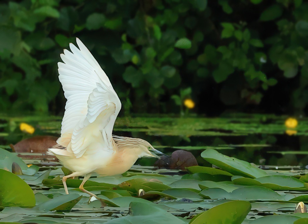 Squacco Heron - ML620604127