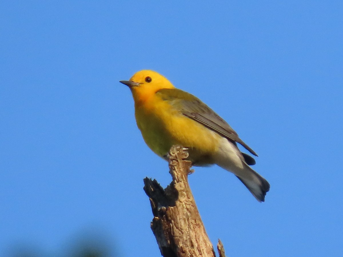 Prothonotary Warbler - ML620604131