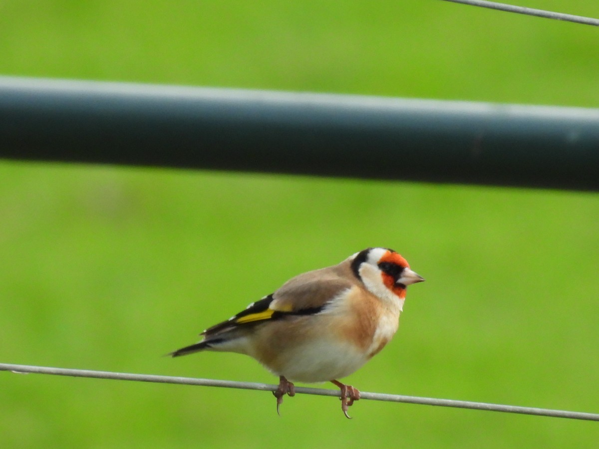 European Goldfinch - ML620604133