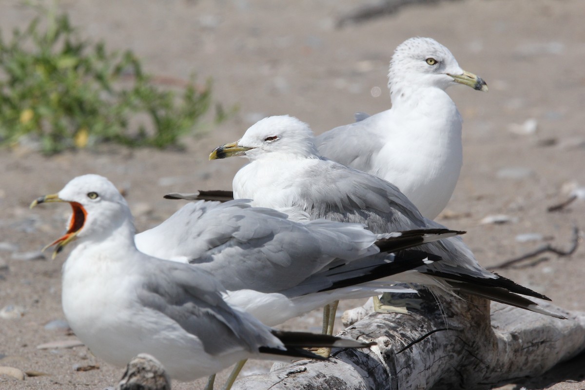 Ring-billed Gull - ML620604136