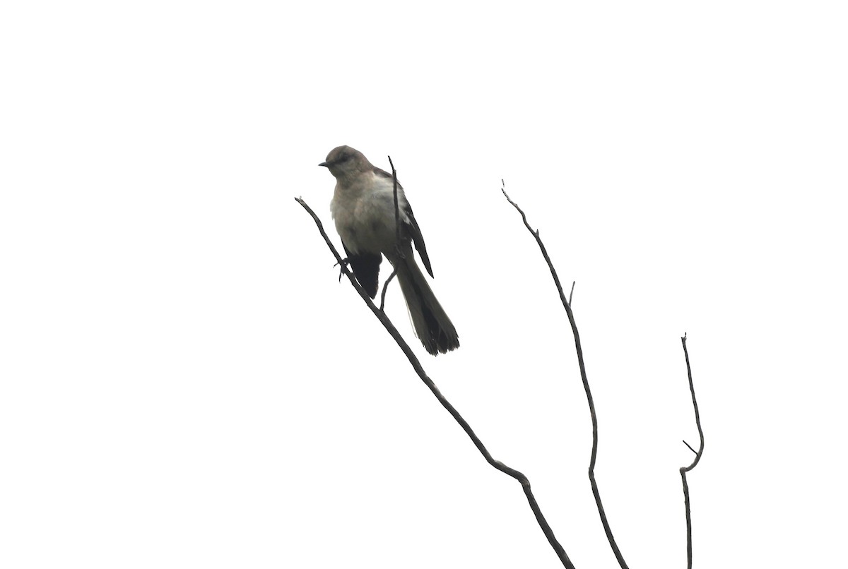 Northern Mockingbird - ML620604139