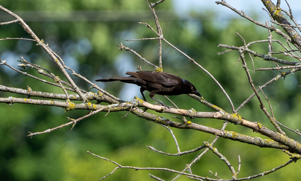 Common Grackle - ML620604140